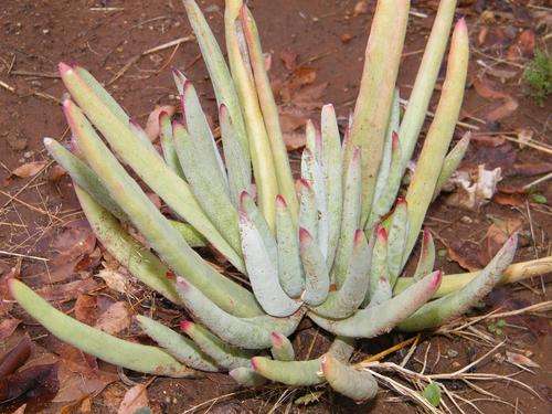 Cotyledon orbiculata plants