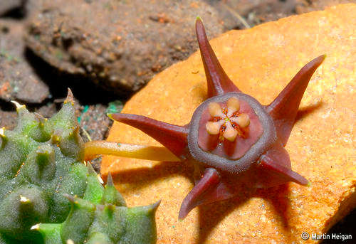 Duvalia modesta plants