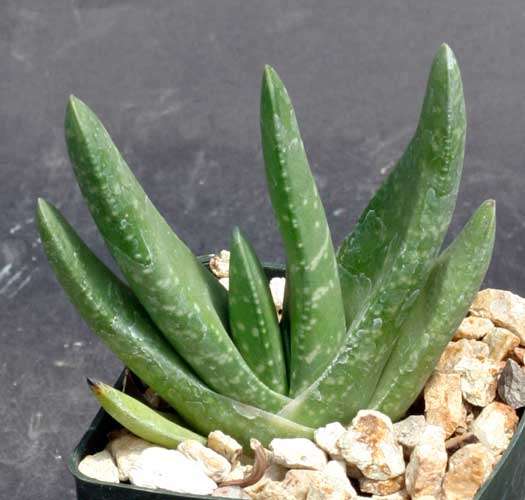 Gasteria carinata var glabra plants