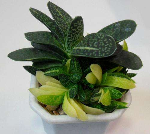 Gasteria gracilis variegated plants