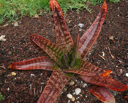 Gasteria acanicifolia plants