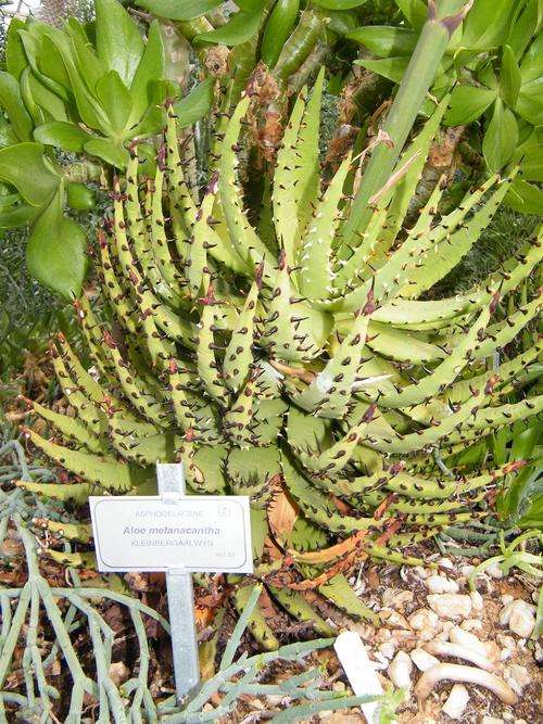 Aloe melenacantha seedlings
