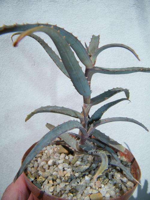 Aloe accutissima plants