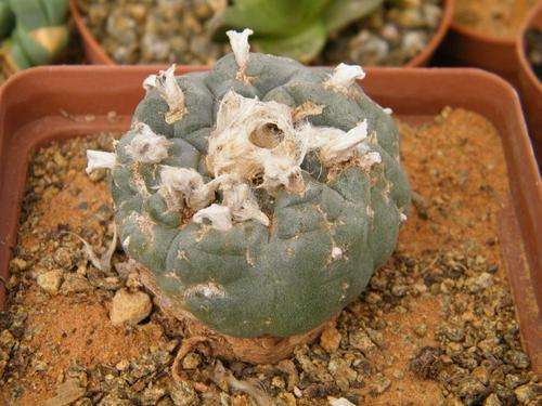Lophophora williamsii plant