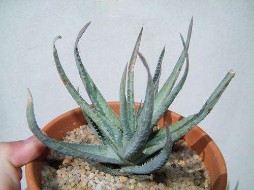 Aloe humilis hybrid