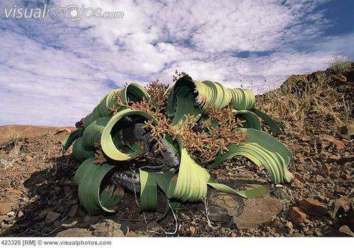 Welwitchia mirabilis seed