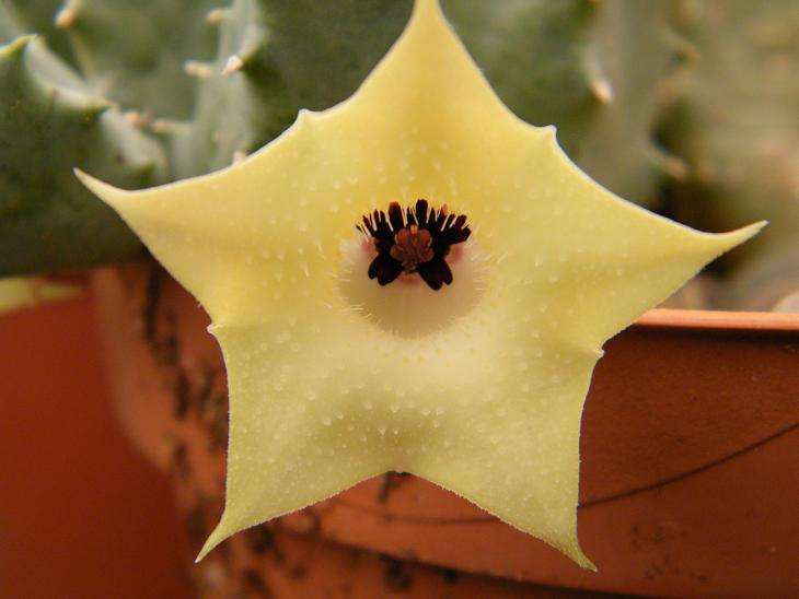 Huernia thuretti plants (white flower)