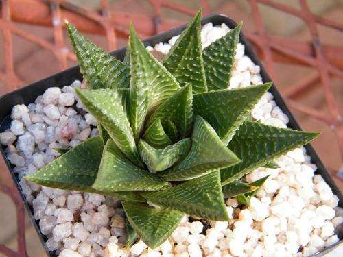 Haworthia limifolia var limifolia