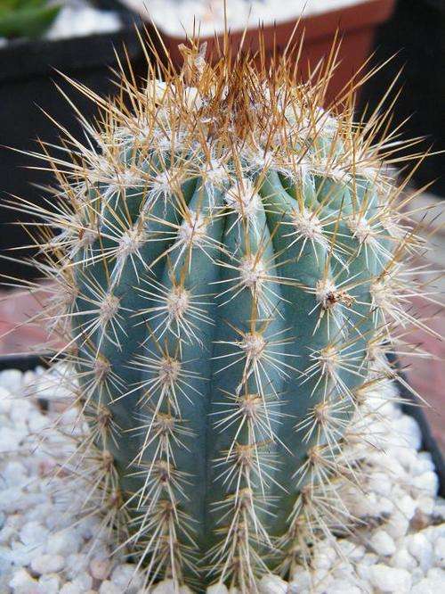 Cactus - Medium
