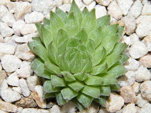 Haworthia marumiana