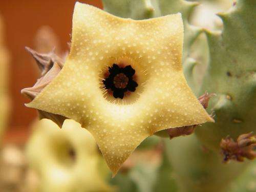 Huernia thuretti