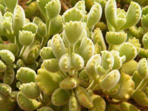 Cotyledon tomentosa