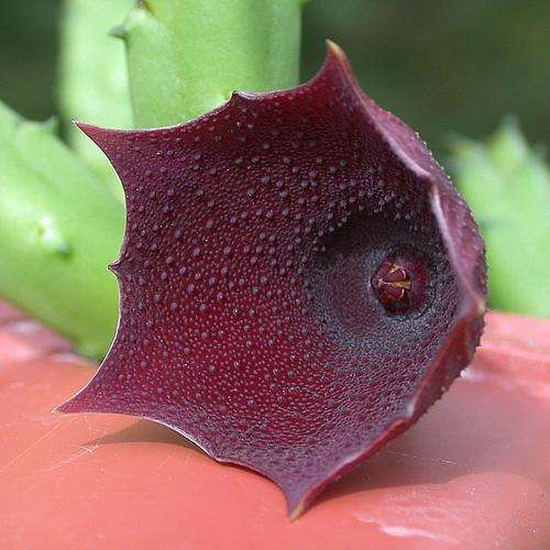 Huernia keniensis