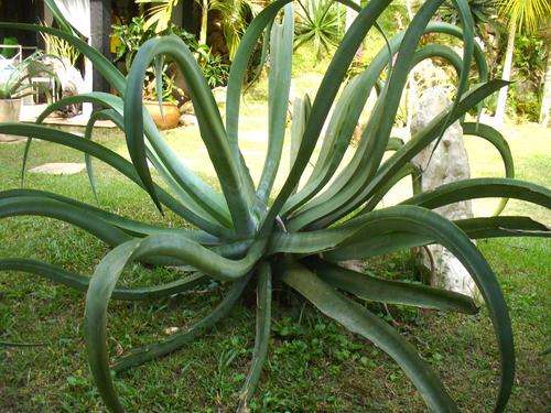 Agave vilmoriniana plants