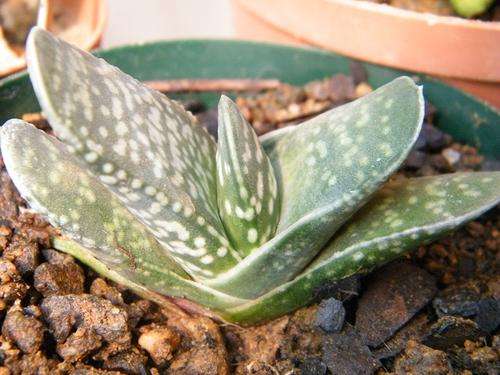 Gasteria carinata var glauca