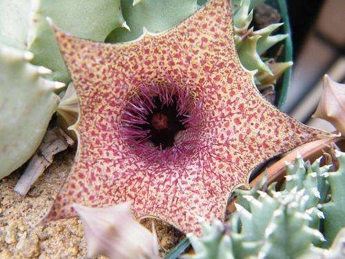 Huernia barbata