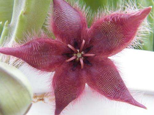 Stapelia hirsuta