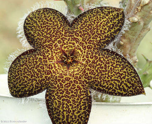 Tridentea geminiflora