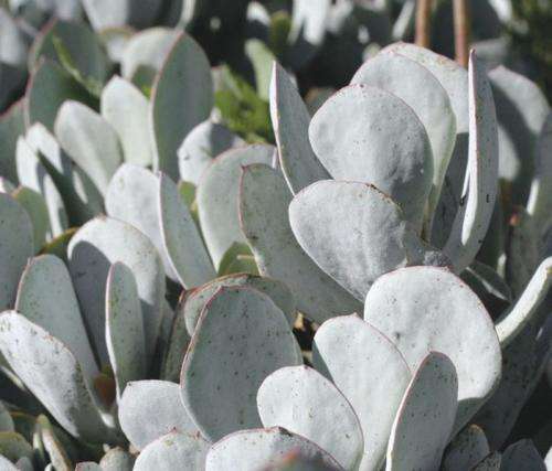 Cotyledon orbiculata "silver shadow"