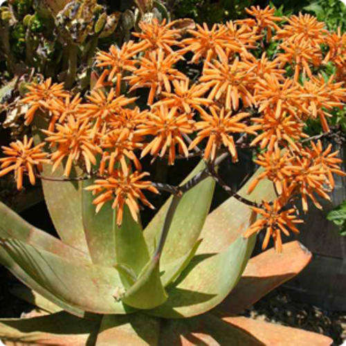 Aloe buhrii (rare)