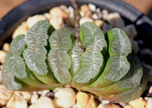 Haworthia truncata (Perdetande)