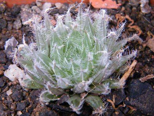 Haworthia belusii