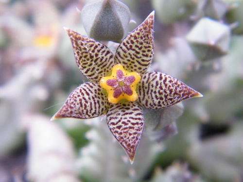 Piaranthus geminatus subsp. foetidus