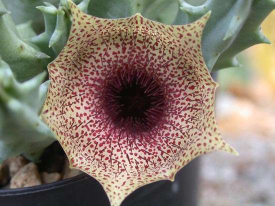 Huernia clavigera