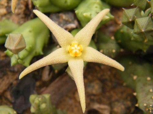 Piaranthus geminatus (yellow)