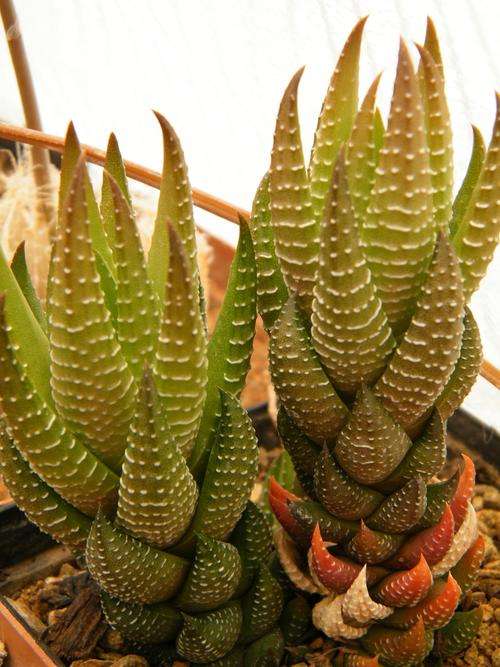 Haworthia reinwardtii