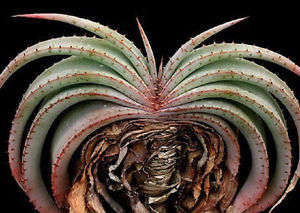 Aloe suprafoliata (Book aloe)