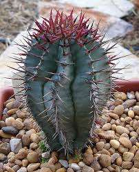 Euphorbia horrida