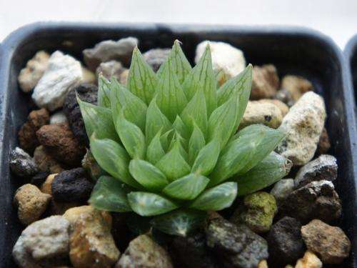 Haworthia cooperi