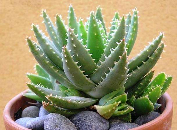 Aloe brevifolia