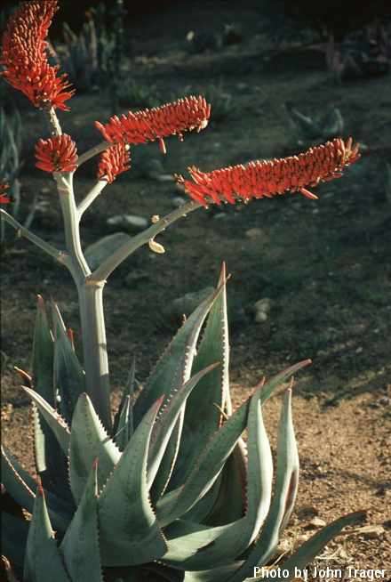 Aloe ortholopha