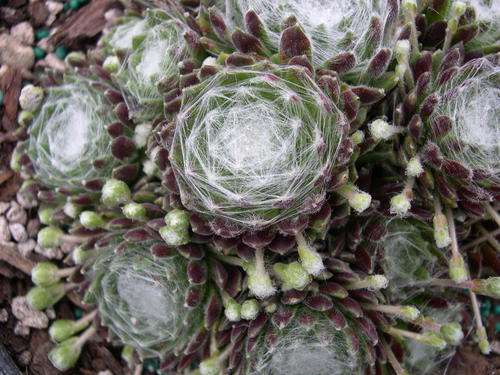 Sempervivum arachnoideum
