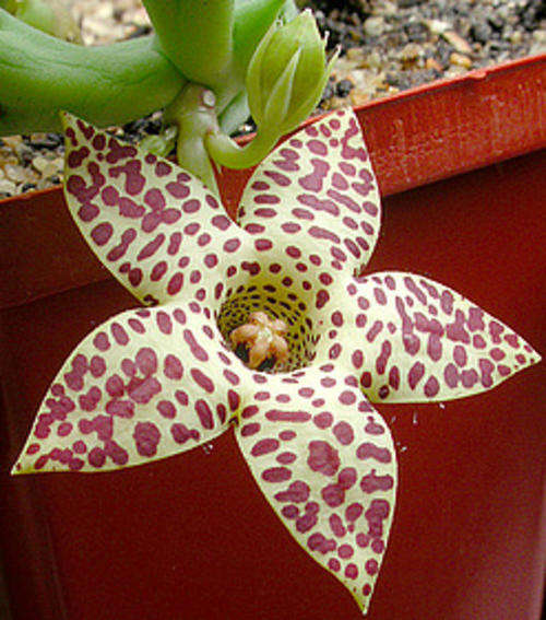 Orbea longidens (Rare)