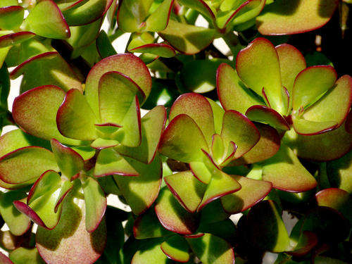 Crassula spesies mix - 5 plants