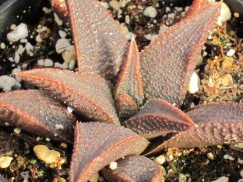 Haworthia koelmaniorum (collectors plant)
