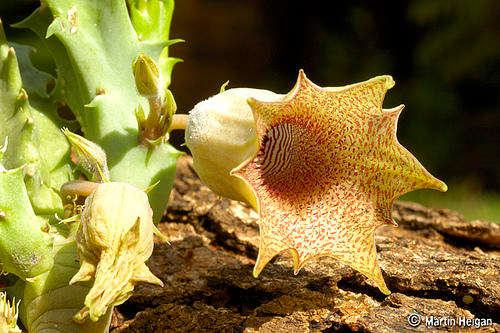 Huernia longituba