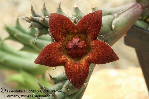 Piaranthus dicipiens