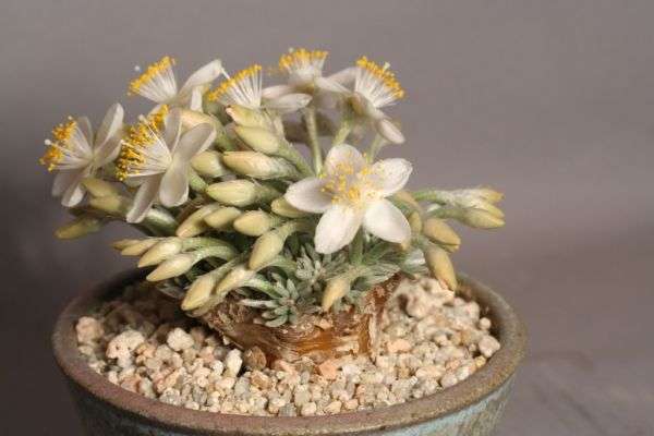 Avonia quinaria subsp alstonii