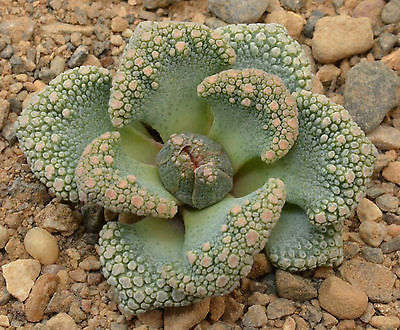 Titanopsis calcareae