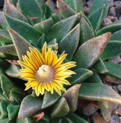 Nananthus aloides