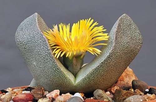 Pleiospilos bolusii