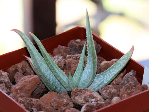 Aloe pictifolia