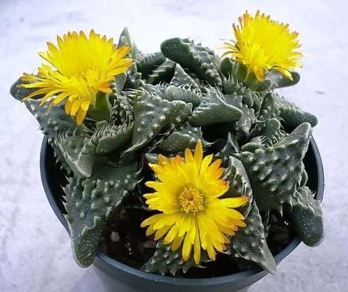 Faucaria sp.