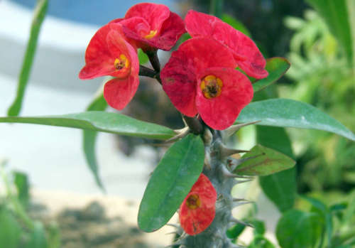 Euphorbia millii (red)