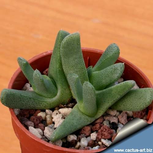 Cheiridopsis derenbergiana