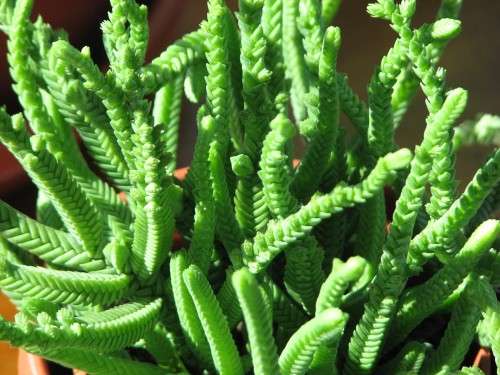 Crassula lycopodioides